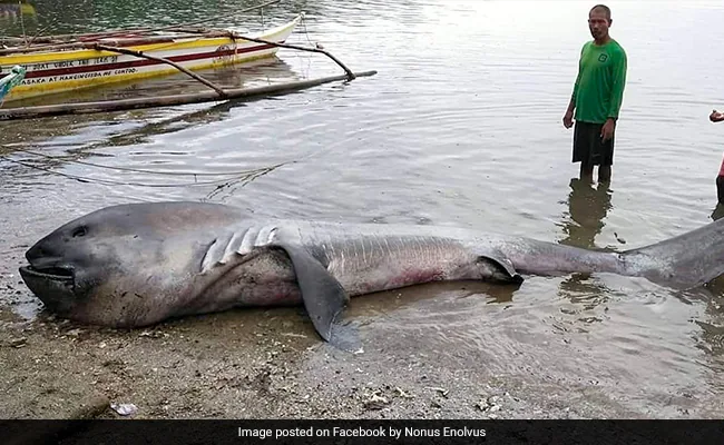 Rare Megamouth Shark Washes Up On Beach In The Philippines