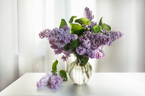 Lavender -Indoor Plants