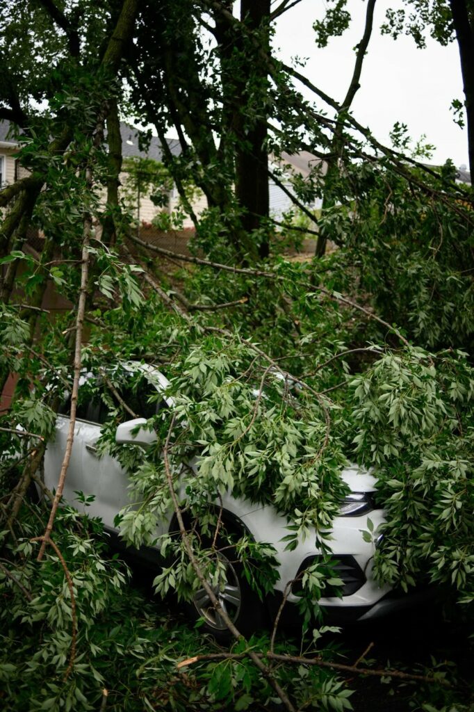 Car crushed under a tree